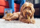 A dog chewing a Chewnola treat on the carpet.