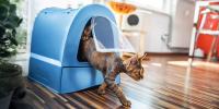 Cats in a blue, covered litter box