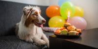 dog on couch next to birthday treats and balloons