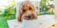 Blonde doodle drinking from dog bowl on picnic table