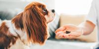Cavalier King Charles dog waiting for treat