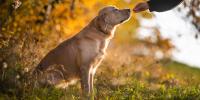 Yellow Lab waiting for a treat