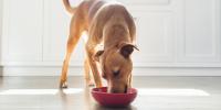 Dog eating out of dog bowl in kitchen