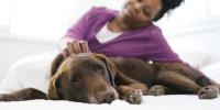 A person petting their dog