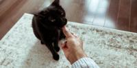 Black cat eating a cat treat