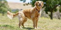 Golden Retriever standing in grass
