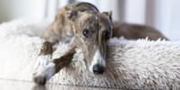 Greyhound laying in a dog bed