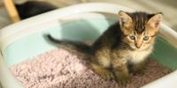 Small striped kitten using litterbox