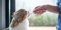 White and tan cat eating a lickable treat