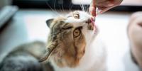Multicolored cat eating a cat treat