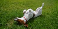 Jack Russel Terrier playing dead in the grass