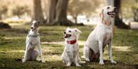 Three white dogs sitting together on grass