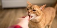Orange striped cat being fed a treat