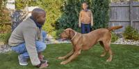 Dark tan dog training with man in yard