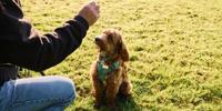 Copper poodle mix dog sitting for a treat