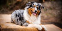 Multi-color Australian Shepherd laying on deck