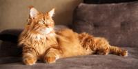 Orange Maine Coon lounging on a brown couch