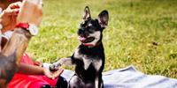 black and tan dog giving a paw