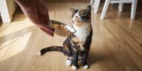 Un gato calicó al que le sirven comida para gatos en un tazón de acero inoxidable