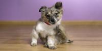 Small gray and white dog scratching ear with back paw