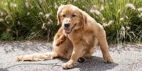 Golden Retriever scratching ear on walking path