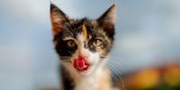 multi-color kitten licking its lips