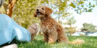 Tan poodle mix playing with woman in grass