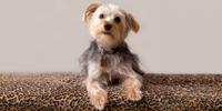 Yorkshire Terrier laying on a leopard blanket