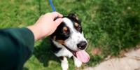 Black, white, and tan dog being pet by a person