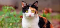 Calico cat sitting in yard