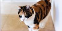 Calico cat with green eyes standing indoors on a light-colored floor