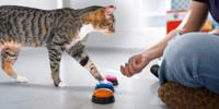 Tabby cat pressing a colorful button on the floor while following a hand cue during button communication training.