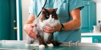 Veterinary professional examining a long-haired cat on an examination table with a stethoscope.