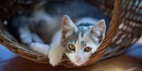 Gray and white kitten resting in a wicker basket, looking toward the camera.