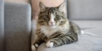 Long-haired tabby cat with a white chest and paws resting on a gray sofa, looking directly at the camera