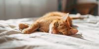 Orange tabby cat lying on a bed and looking toward the camera