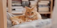 “Fluffy orange cat resting on a cushioned chair indoors, with bookshelves blurred in the background