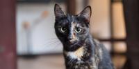 Black tortoiseshell cat with green eyes looking toward the camera indoors