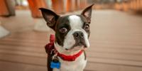 Boston terrier wearing a red collar and bow tie, looking toward the camera on a wooden deck