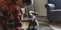 Person kneeling beside a schnauzer, gently petting the dog indoors