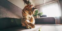 Tabby cat reaching toward a small toy on a sunlit couch.
