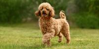 tan poodle standing in grassy field
