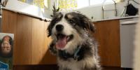 Happy puppy in kitchen