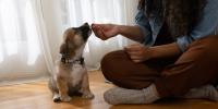 Puppy getting a treat