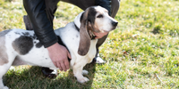 Senior Basset Hound Sierra