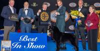 ‘Soleil,’ a Belgian Sheepdog, Wins Best in Show at 2025 National Dog Show