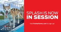 Diving Dog Practice Header _ update 2025