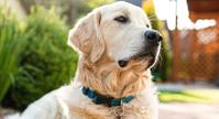 dog lying outdoors on patio deck ck21 unld