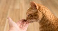 tabby cat eating treat from hand ck