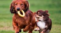 dogsocialization h2o batch
